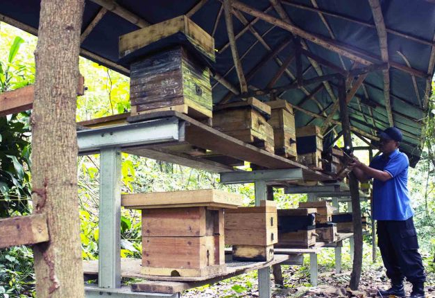 Pengelola memeriksa sarang dari lebah madu yang dibudidayakan di Hutan Kota Srengseng, Kembangan, Jakarta, Senin (11/7/2022).

(ANTARA FOTO/Subur Atmamihardja)