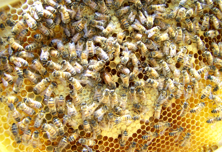 Ilustrasi sarang lebah (Pxhere)