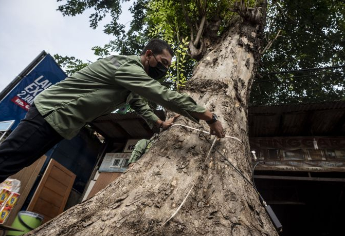 Petugas Dinas Pertamanan dan Hutan Kota Unit Pengelola Pengembangan Tanaman DKI Jakarta mengukur diameter batang pohon saat pengukuran tingkat kelapukan atau kekeroposan pohon di Jalan Raya Pondok Kelapa, Jakarta, Rabu (13/7/2022).

(ANTARA FOTO/Aprillio Akbar)