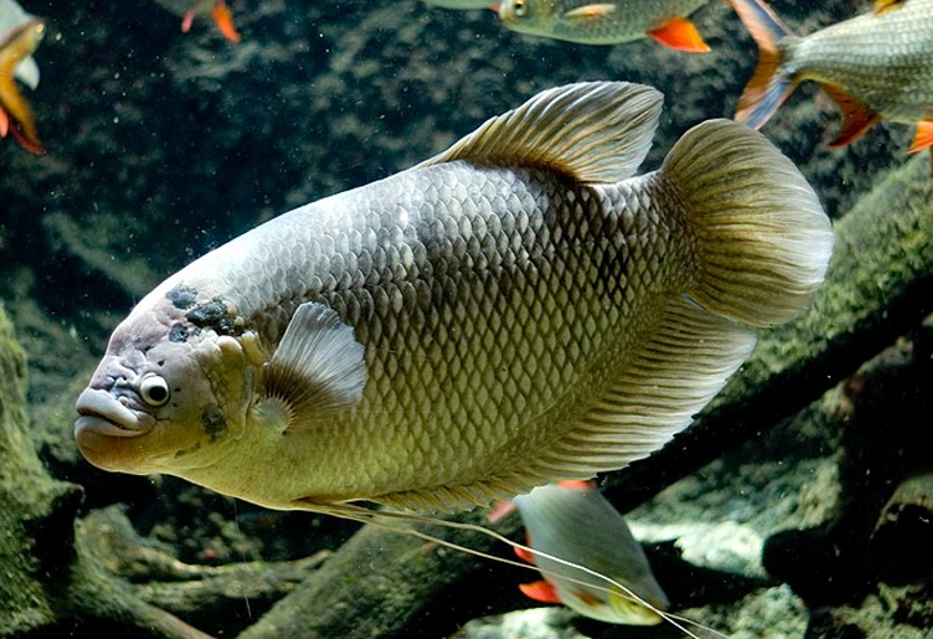Ilustrasi ikan gurame (Wikimedia Commons)
