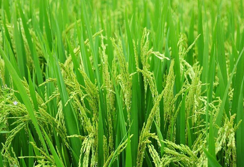 Ilustrasi Tanaman padi. (Pixabay/Trung Hieu Dang)

