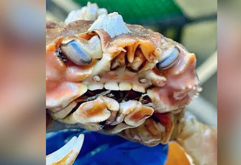 Viral kepiting memiliki gigi mirip manusia (Istimewa)