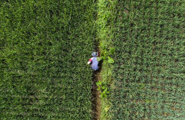 Foto udara petani merawat tanaman padi di Desa Darmaraja, Kabupaten Ciamis, Jawa Barat, Minggu (17/7/2022).

(ANTARA FOTO/Adeng Bustomi)