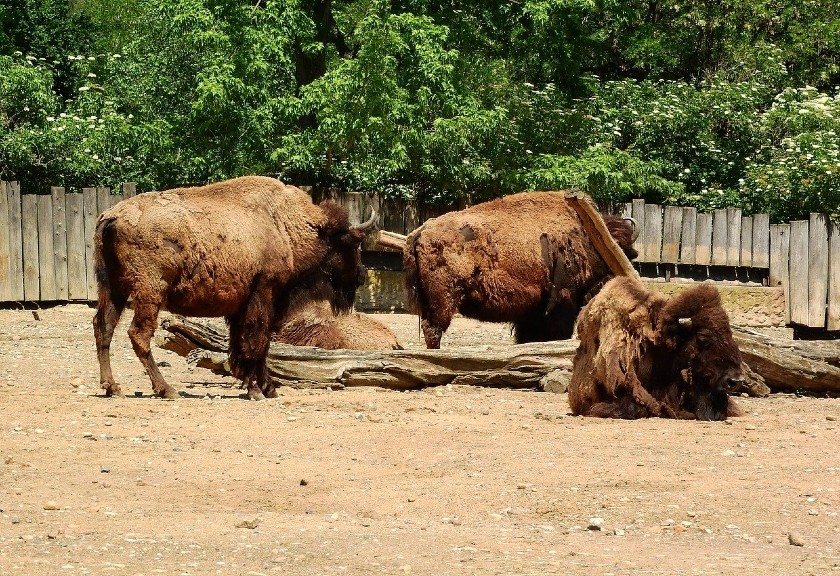 Ilustrasi bison (Pixabay)