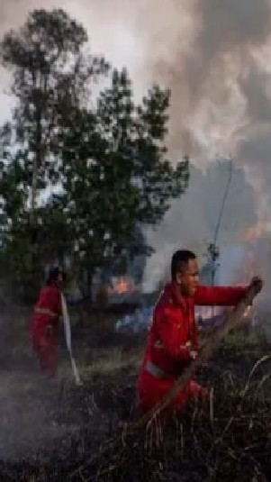 Ilustrasi: Petugas memadamkan kebakaran hutan di lahan gambut (Antarafoto)