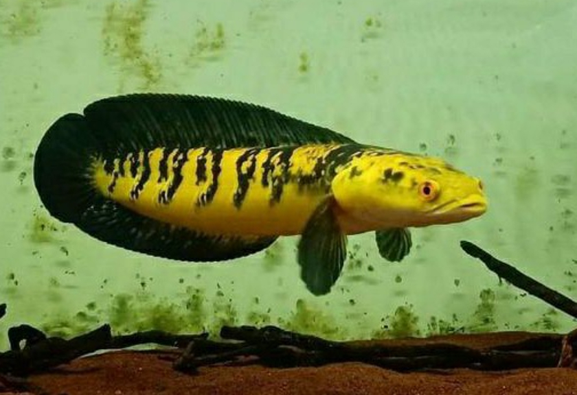 Ilustrasi ikan channa maru yellow (Istimewa)
