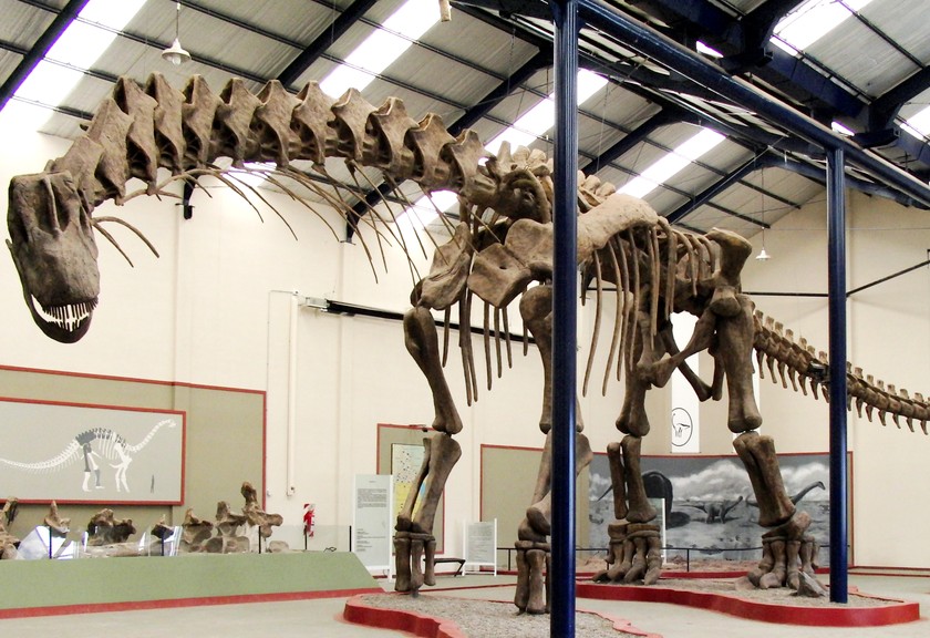 Fosil sauropoda. (Foto: Wikimedia Commons)