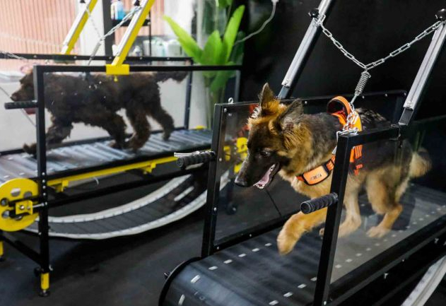 Dua ekor anjing berlari di atas mesin berlari (treadmill) di sebuah pusat kebugaran khusus anjing di Kota Abu Dhabi, Uni Emirat Arab, Selasa (19/7/2022). 

(ANTARA FOTO/REUTERS/Amr Alfiky)
