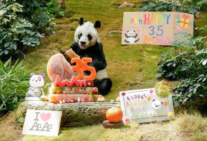 An An, panda jantan tertua di dunia. (Foto: Facebook Ocean Park Hong Kong)