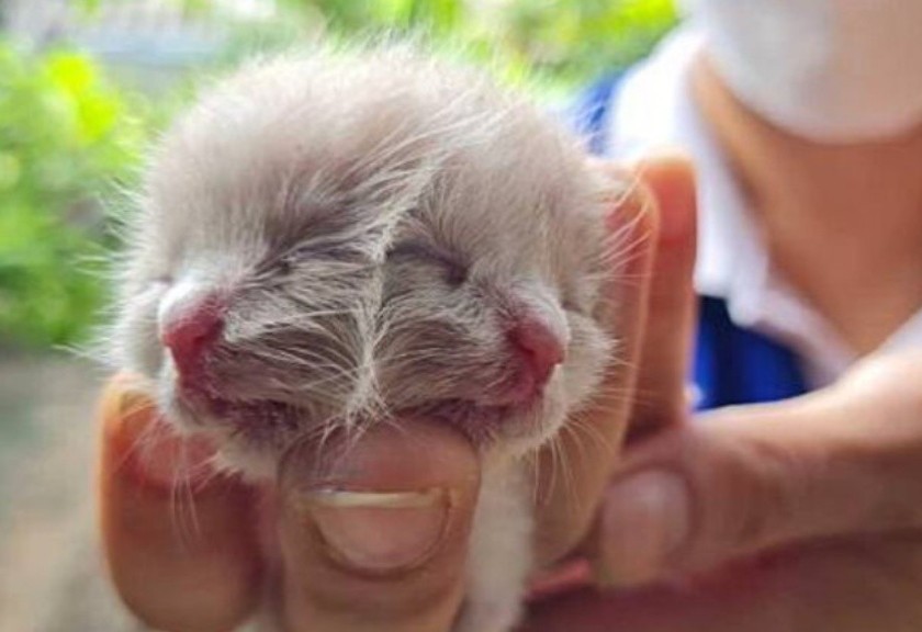 Kucing lahir memiliki dua muka (Istimewa)