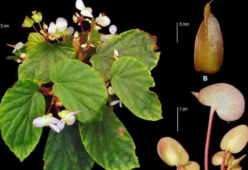 Tanaman Begonia moluccana. (HO BRIN) 