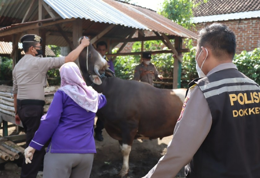 Vaksinasi Hewan Ternak di Kabupaten Lombok barat. (Sariagri/Yongki) 