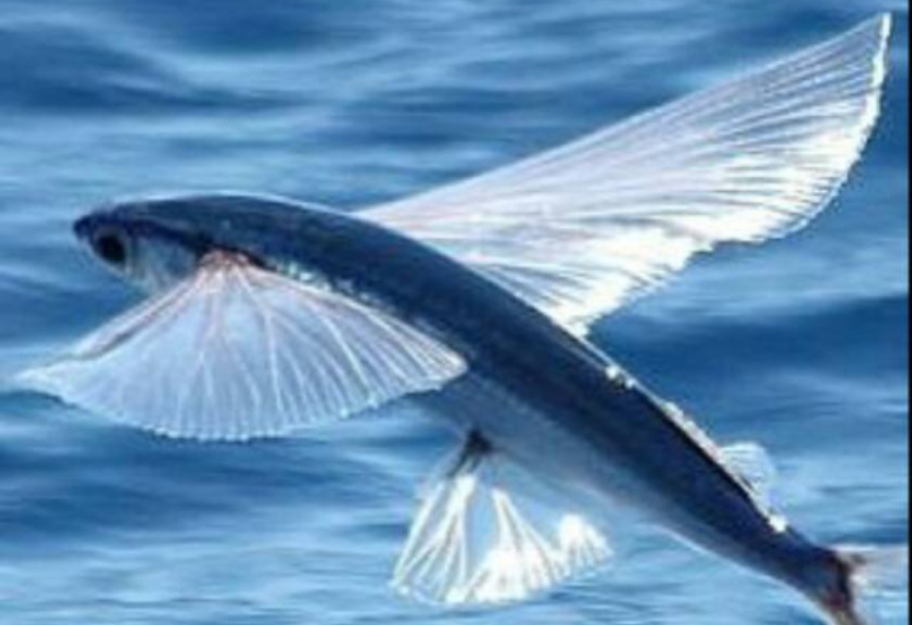 Ilustrasi ikan terbang (Foto Istimewa)