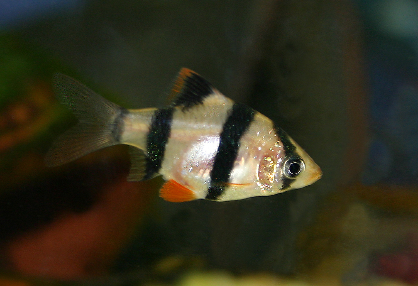 Ilustrasi ikan Sumatra (Wikimedia Commons)