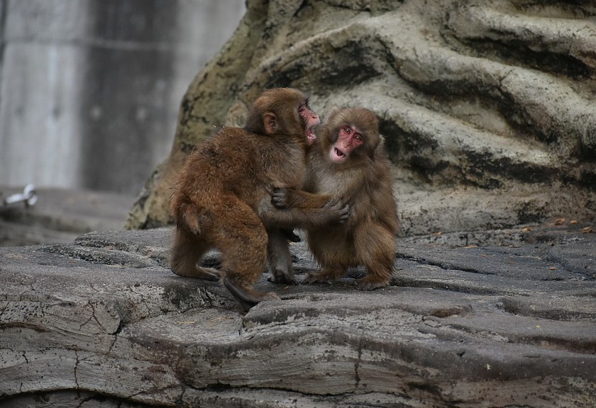 Ilustrasi monyet macaque Jepang. (Pixabay)