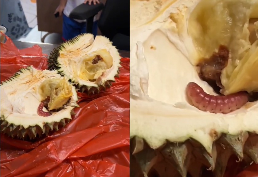 Viral wanita syok temukan ulat besar dari durian yang dibukanya (Instagram)