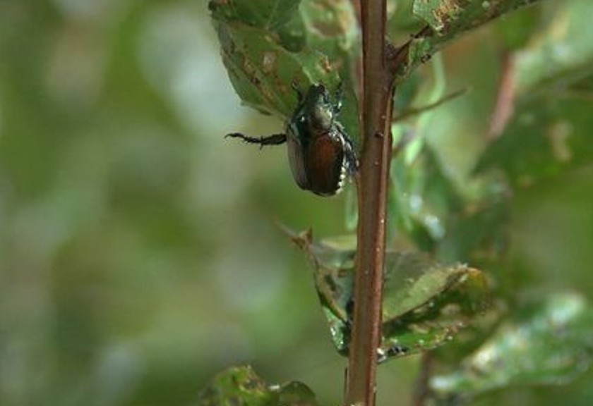 Ilustrasi kumbang Jepang. (Istimewa)