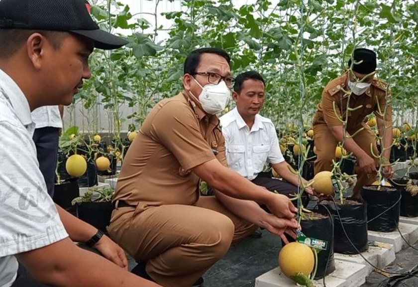 Kebun melon di Pondok Pesantren Darul A'mal, Kota Metro, Lampung. (Sariagri/Iwan K)