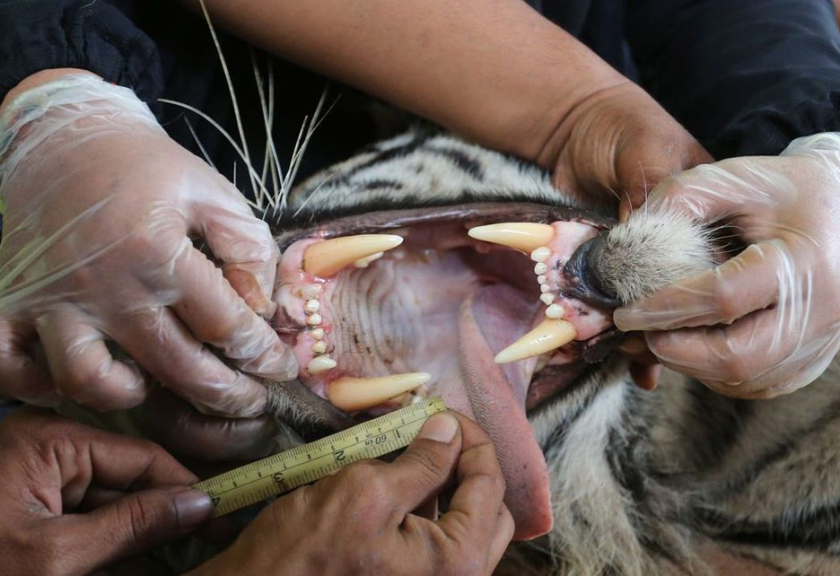 Tim Dokter Hewan Balai Konservasi Sumber Daya Alam (BKSDA) Aceh mengukur gigi harimau sumatera (Panthera tigris sumatrae) saat pemeriksaan kesehatan di kantor Bidang Pengelola Taman Nasional (BPTN) wilayah I Desa Lhok Keutapang, Tapak Tuan, Aceh Selatan, Aceh, Selasa (26/7/2022).

(ANTARA FOTO/Syifa Yulinnas)