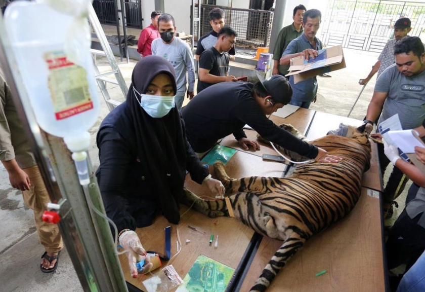 Tim Dokter Hewan Balai Konservasi Sumber Daya Alam (BKSDA) Aceh memeriksa kesehatan harimau sumatera (Panthera tigris sumatrae) di kantor Bidang Pengelola Taman Nasional (BPTN) wilayah I Desa Lhok Keutapang, Tapak Tuan, Aceh Selatan, Aceh, Selasa (26/7/2022).

(ANTARA FOTO/Syifa Yulinnas)
