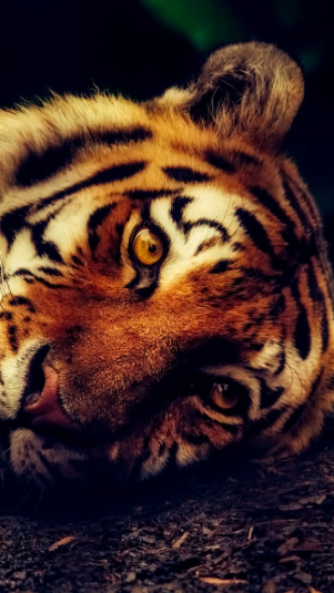 Ilustrasi harimau. (pixabay)