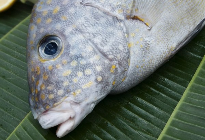 Ilustrasi ikan kaneke (Foto Istimewa)