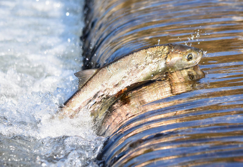Ilustrasi ikan salmon. (pixabay)