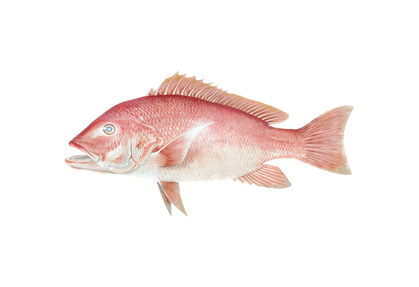 Ilustrasi Ikan Kakap Merah (Pixabay)