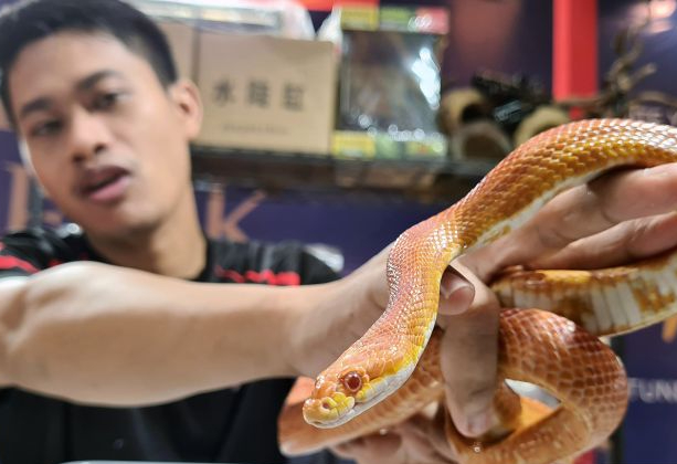 Pedagang menunjukan ular jagung atau 'corn snake' di sebuah pusat perbelanjaan di Serpong, Tangerang Selatan, Banten, Selasa (2/8/2022).

(ANTARA FOTO/Muhammad Iqbal)