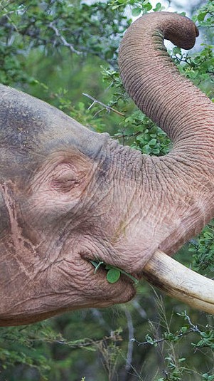 Ilustrasi gajah putih. (Foto: Wikimedia Commons)