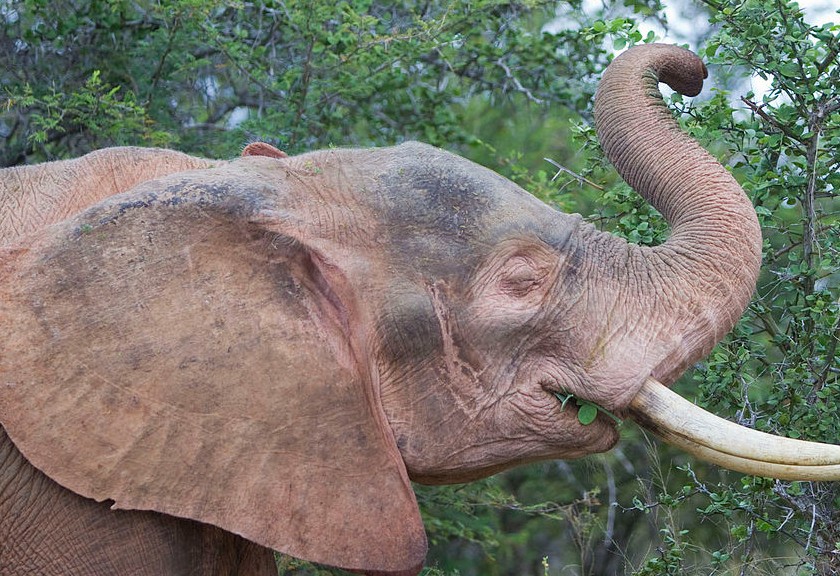 Ilustrasi gajah putih. (Foto: Wikimedia Commons)