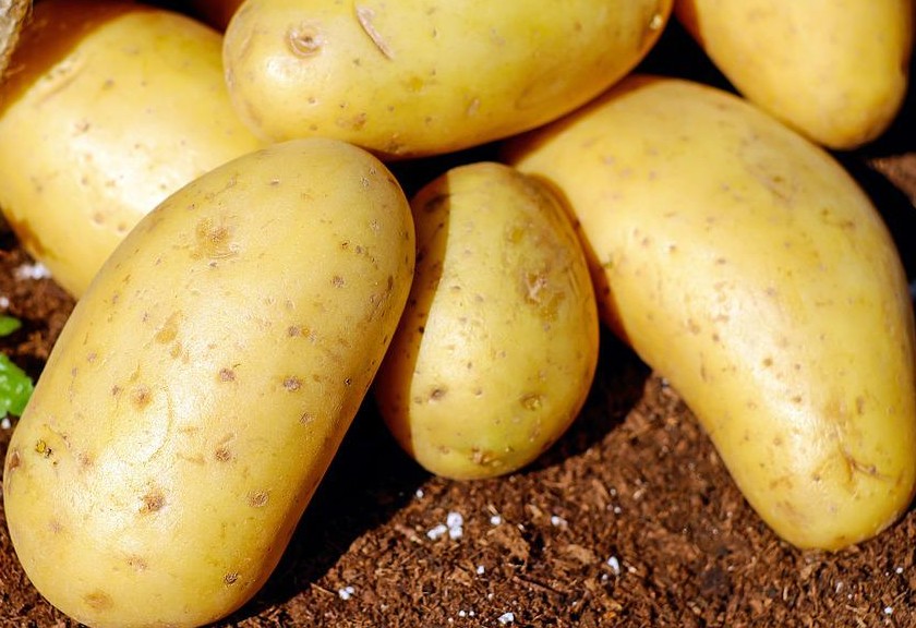 Ilustrasi air rebusan kentang untuk tanaman. (Pixabay)