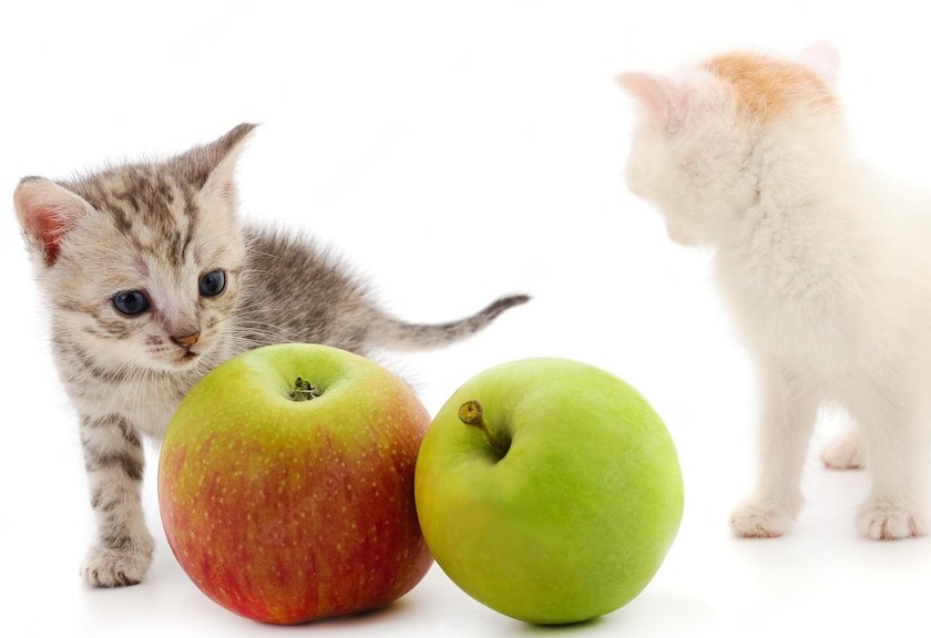 Ilustrasi kucing dan buah-buahan. (Freepik)