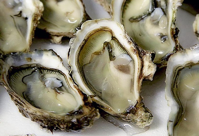 Ilustrasi oyster. (Pixabay)