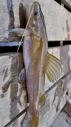 Ilustrasi ikan baung (Wikimedia Commons)