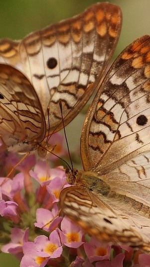 Ilustrasi kupu-kupu. (Pixabay)