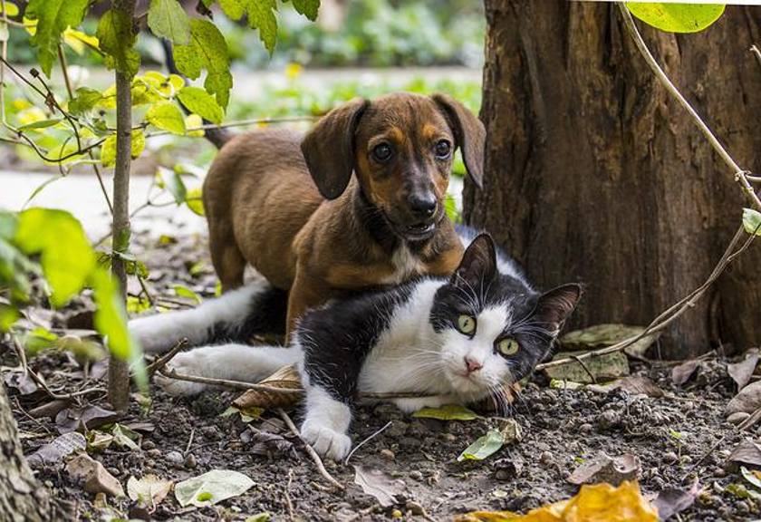 Ilustrasi Kucing dan Anjing (Pixabay)