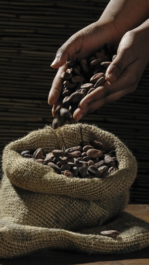 Ilustrasi biji kakao. (pixabay)
