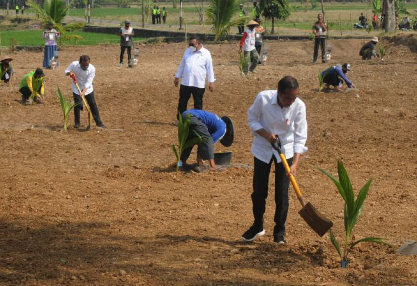 Presiden Joko Widodo (kanan) bersama Menteri Sekretaris Negara Pratikno (keempat kiri) menanam bibit pohon kelapa genjah bersama petani di lahan pertanian Giriroto, Ngemplak, Boyolali, Jawa Tengah, Kamis (11/8/2022).

(ANTARA FOTO/Aloysius Jarot Nugroho)