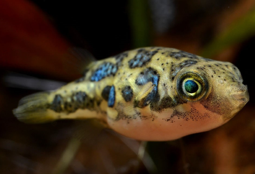 Ilustrasi Dwarf Puffer Fish (Wikimedia Commons)