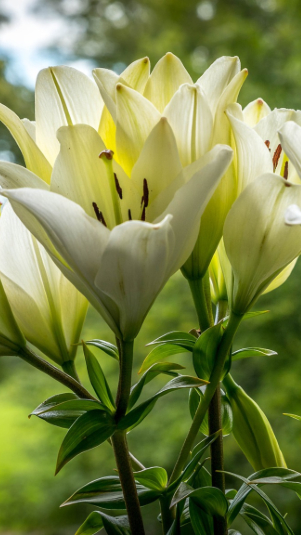 Ilustrasi bunga lili. (pixabay)