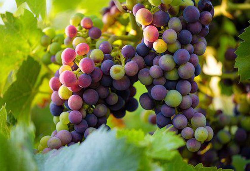 Ilustrasi anggur. (pixabay)