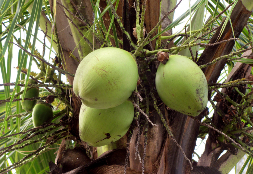 Ilustrasi buah kelapa (Pxhere)