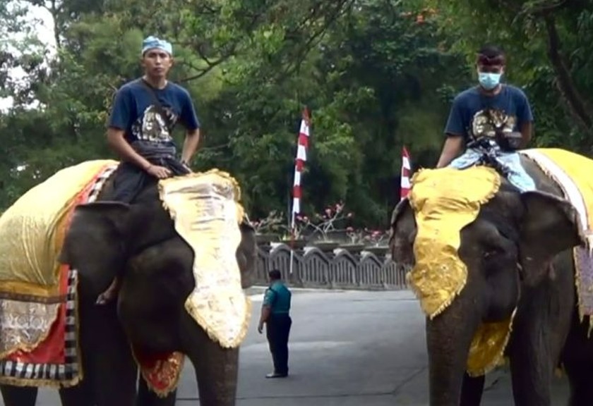 Dua ekor Gajah Sumatera bersama pawangnya mengikuti upacara HUT Ke-77 Republik Indonesia di Bali Safari & Marine Park. (Ant/Pande Yudha)