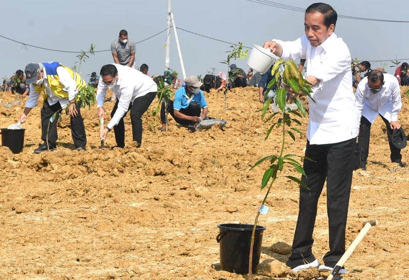 Presiden Jokowi luncurkan food estate berbasis mangga di Gresik. ( PT Galasari Gunung Sejahtera)
