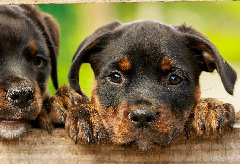 Ilustrasi hidung anjing lembab. (Pixabay)