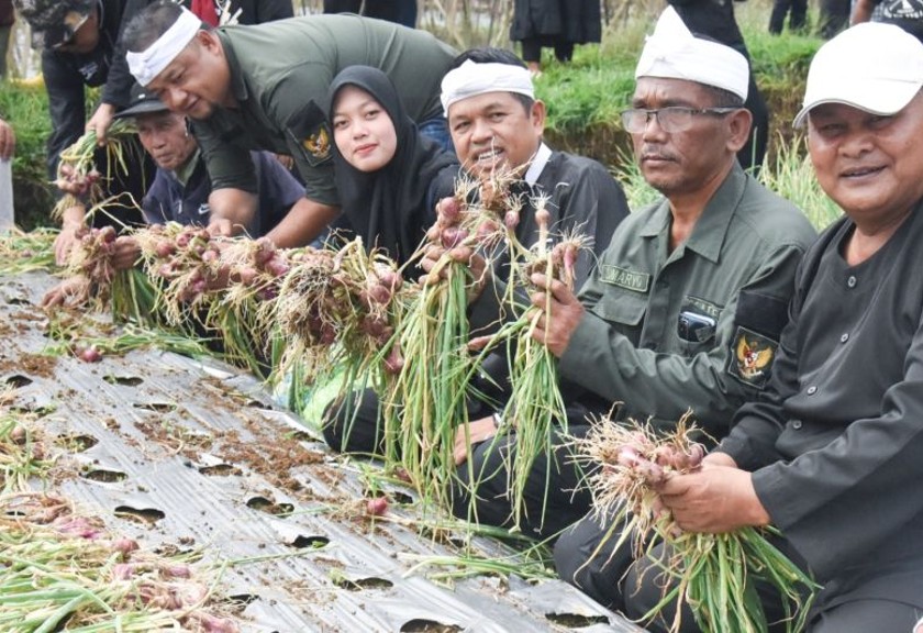 Anggota DPR RI Dedi Mulyadi panen bawang merah bersama petani milenial di Purwakarta. (Antara/HO-Dedi Mulyadi Center)