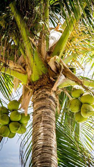 Ilustrasi pohon kelapa. (pixabay)