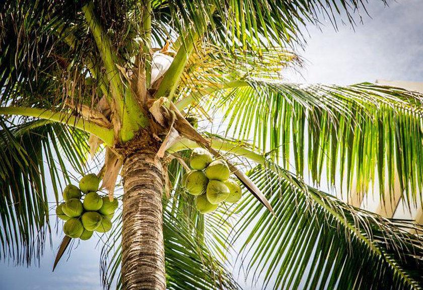 Ilustrasi pohon kelapa. (pixabay)
