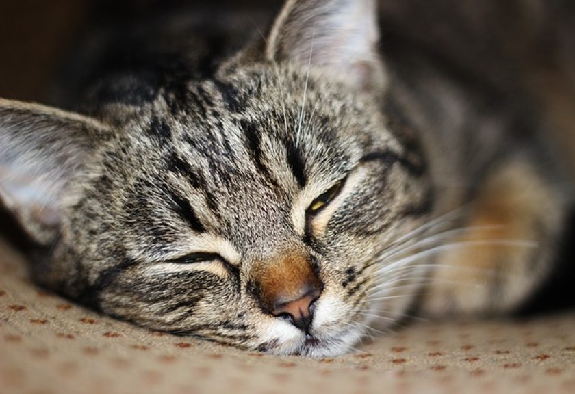 Ilustrasi Kucing (Pixabay)